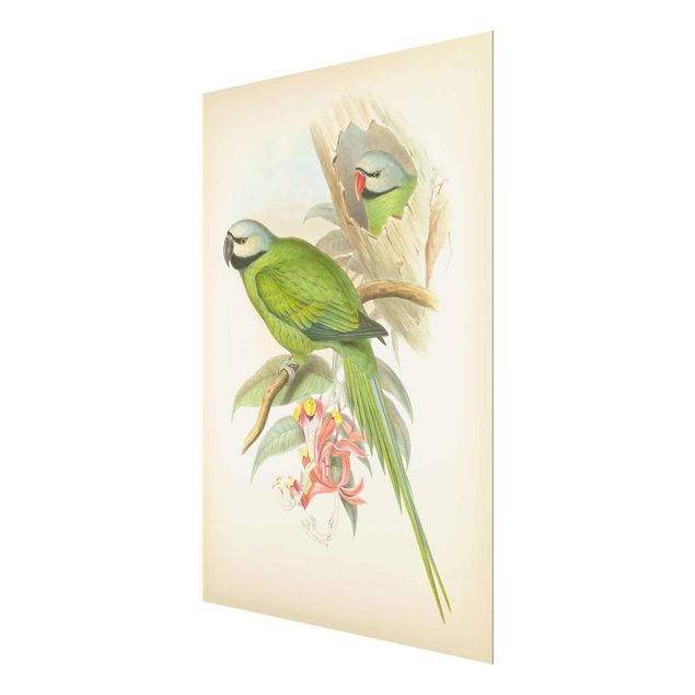 Wandbilder Vintage Illustration Tropische Vögel II