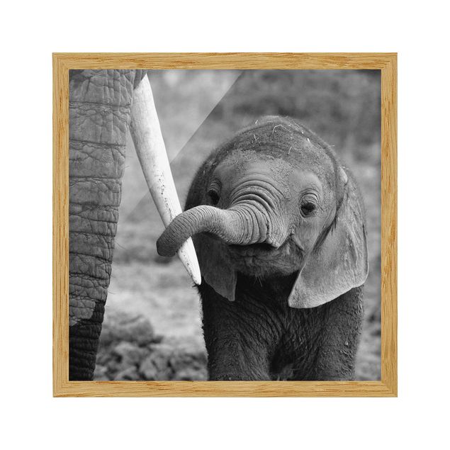 Tierbilder mit Rahmen Elefantenbaby