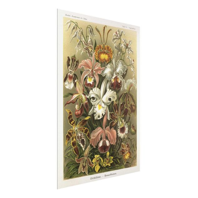 Glasbilder Blumen Motive Vintage Lehrtafel Orchidee