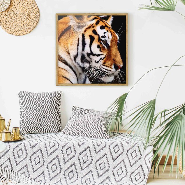 Tierbilder mit Rahmen Tiger Schönheit