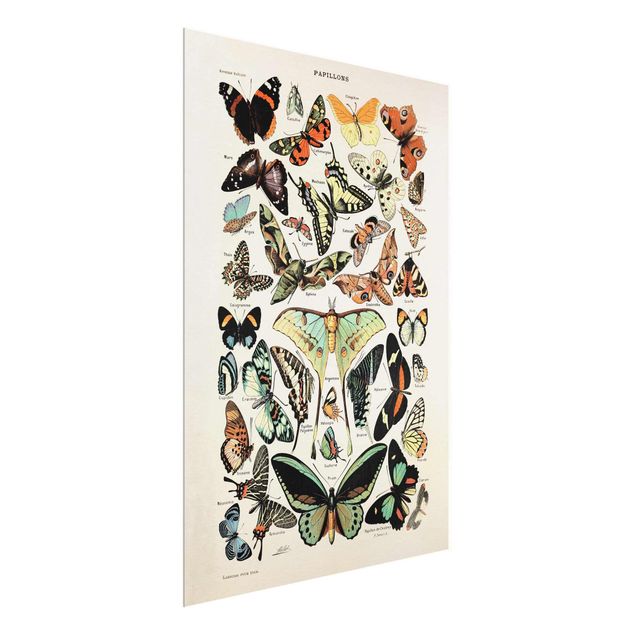 Wandbilder Retro Vintage Lehrtafel Schmetterlinge und Falter