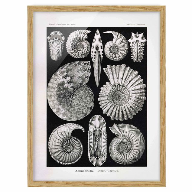 Tierbilder mit Rahmen Vintage Lehrtafel Fossilien Schwarz Weiß