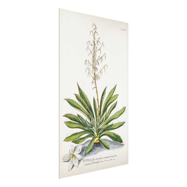 Wandbilder Floral Vintage Botanik Illustration Yucca