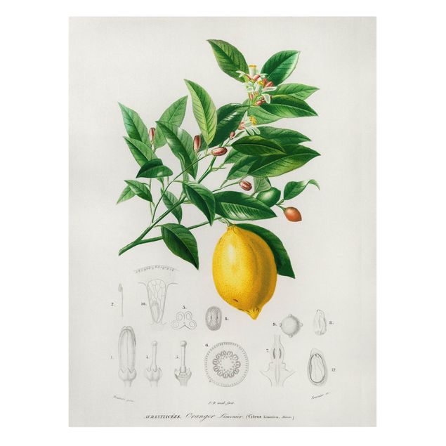 Leinwandbilder Obst Botanik Vintage Illustration Zitrone