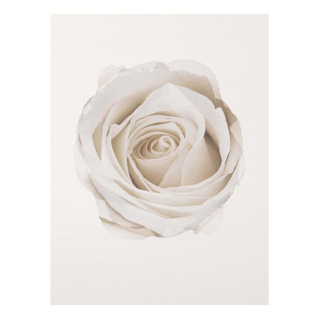 Wandbilder Floral Wasserfarben - Pretty White Rose