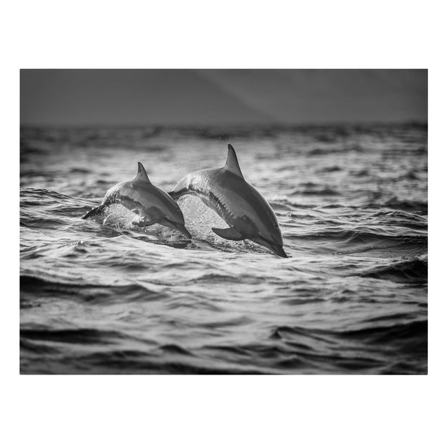 Tierbilder Leinwand Zwei springende Delfine
