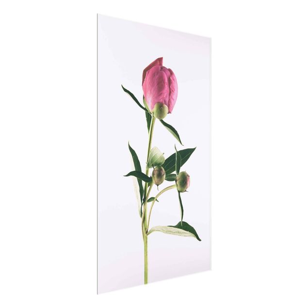 Glasbilder Blumen Pfingstrose Pink auf Weiß