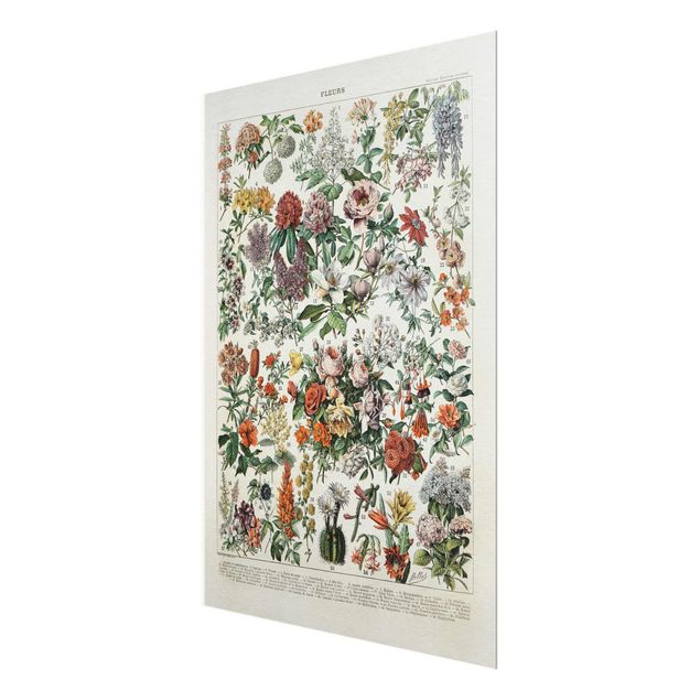 Wandbilder Bunt Vintage Lehrtafel Blumen II
