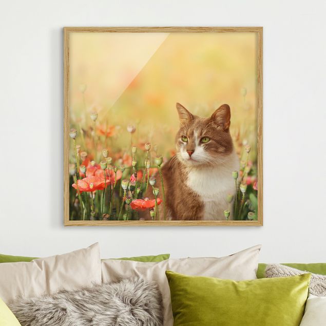 Wandbilder Mohnblumen Katze im Mohnfeld