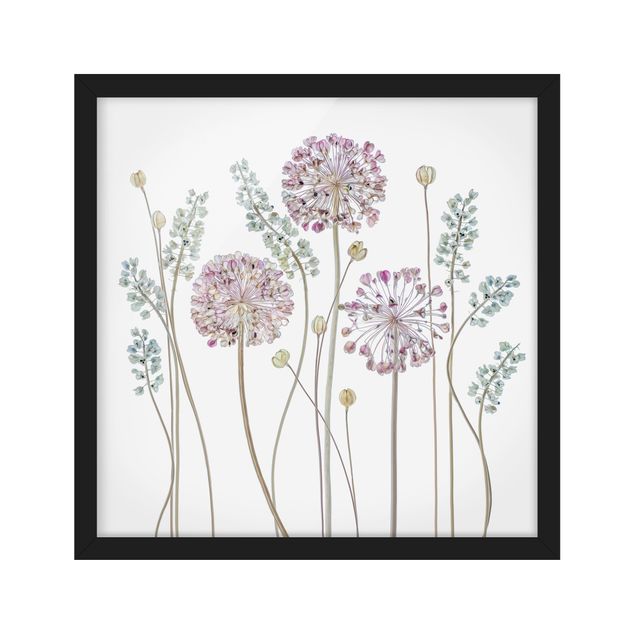 Wandbilder Blumen Allium Illustration