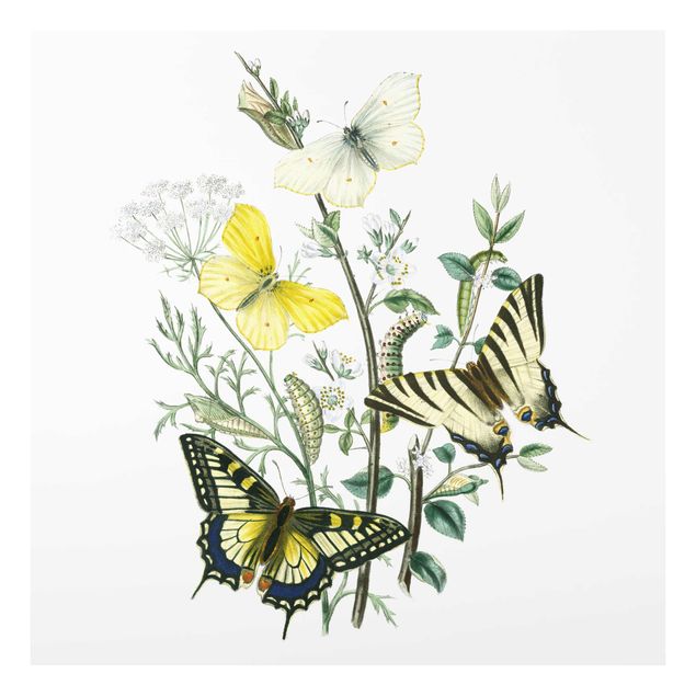 Wandbilder Blumen Britische Schmetterlinge III