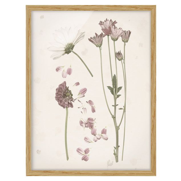 Wandbilder Blumen Herbarium in rosa II