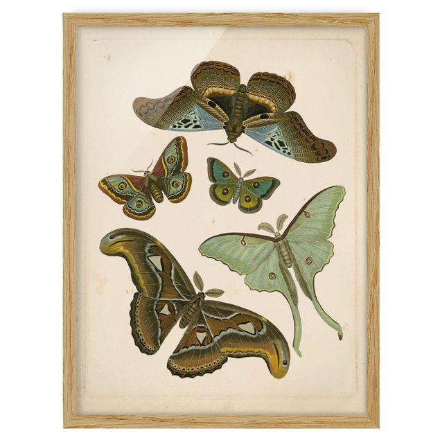 Tierbilder mit Rahmen Vintage Illustration Exotische Schmetterlinge II