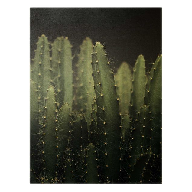 Monika Strigel Bilder Wüstenkaktus bei Nacht