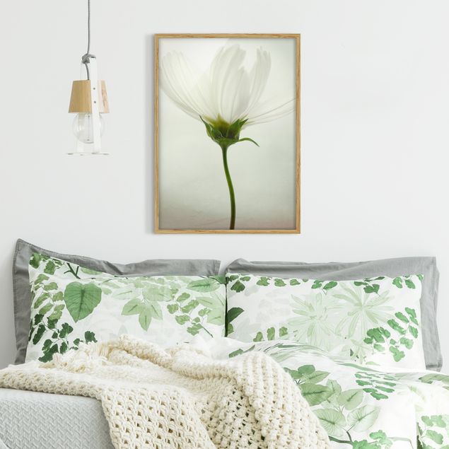 Wandbilder Floral Weiße Cosmea