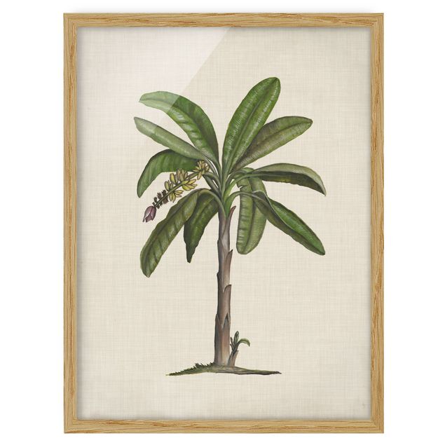 Wandbilder Floral Britische Palmen II
