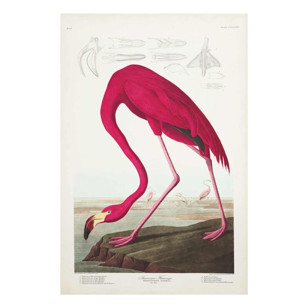 Bilder Vintage Lehrtafel Amerikanischer Flamingo