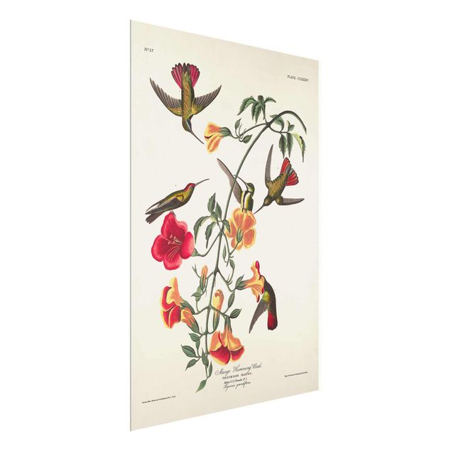 Wandbilder Blumen Vintage Lehrtafel Mango Kolibris