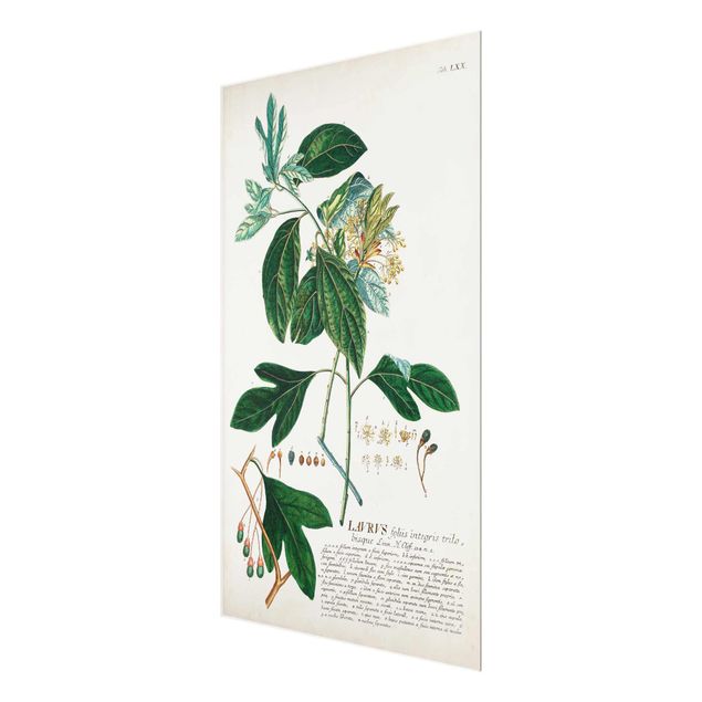 Bilder Vintage Botanik Illustration Lorbeer