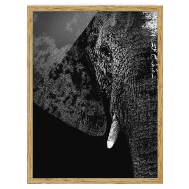 Gerahmte Bilder Tiere Afrikanischer Elefant schwarz-weiß