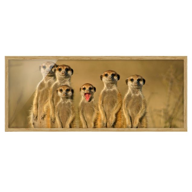 Wandbilder Afrika Meerkat Family