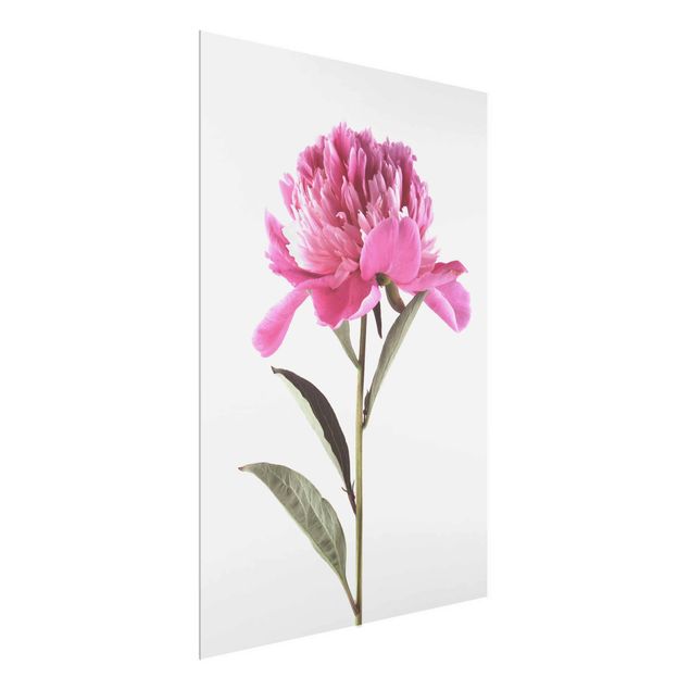 Glasbilder Blumen Motive Blühende Pfingstrose Pink auf Weiß