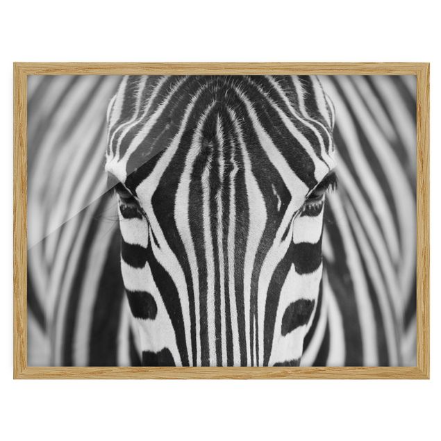 Gerahmte Bilder Tiere Zebra Look