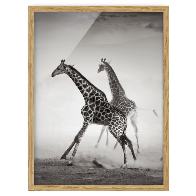 Gerahmte Bilder Tiere Giraffenjagd