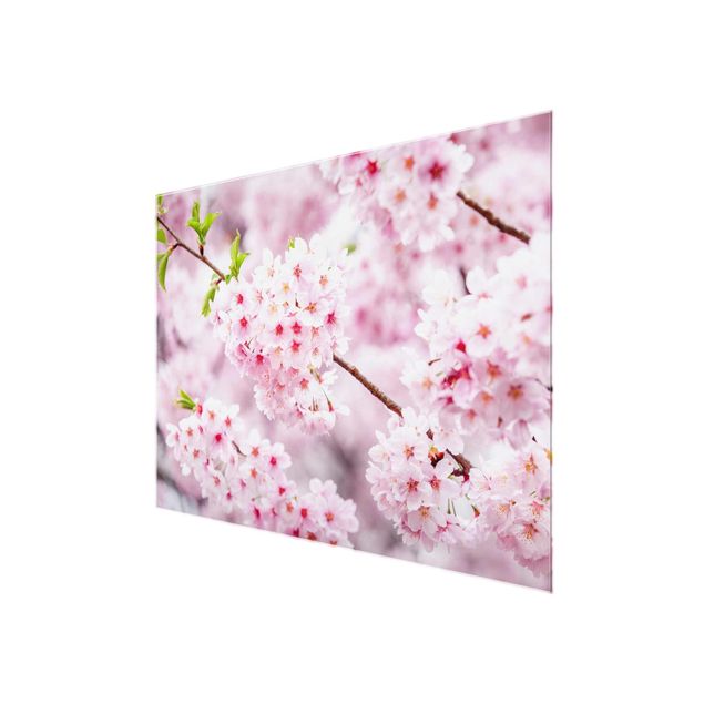 Wandbilder Rosa Japanische Kirschblüten