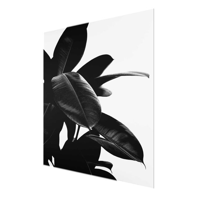 Kubistika Bilder Gummibaum Blätter Schwarz Weiß