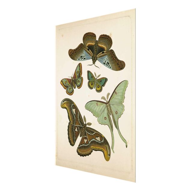 Wandbilder Braun Vintage Illustration Exotische Schmetterlinge II
