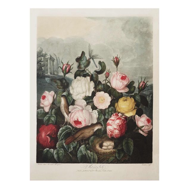 Wandbilder Blumen Botanik Vintage Illustration Rosen