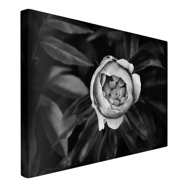 Blumenbilder auf Leinwand Pfingstrosenblüte vor Blättern Schwarz Weiß