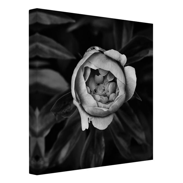Leinwandbilder Blumen Pfingstrosenblüte vor Blättern Schwarz Weiß