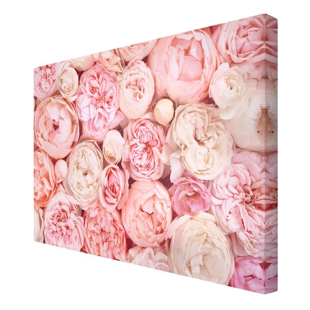 schöne Bilder Rosen Rosé Koralle Shabby