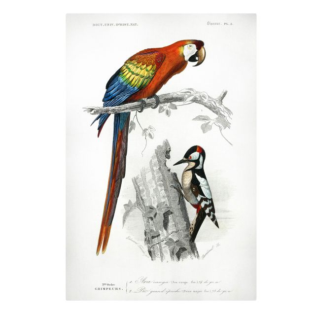 Wandbilder Retro Vintage Lehrtafel Papagei Rot Blau