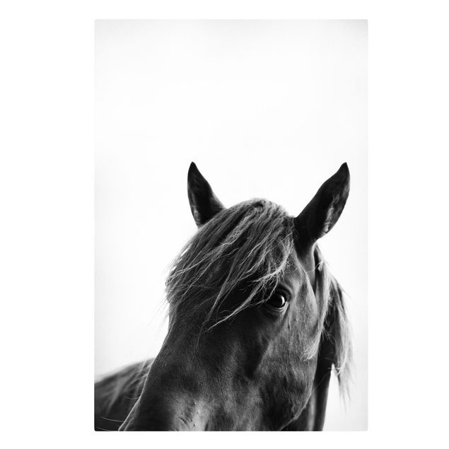 schwarz-weiß Bilder auf Leinwand Neugieriges Pferd
