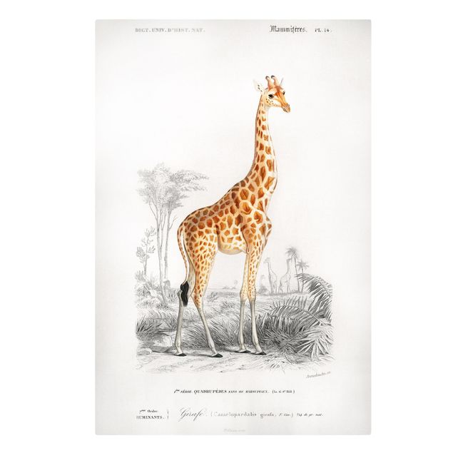 Leinwand Tiere Vintage Lehrtafel Giraffe