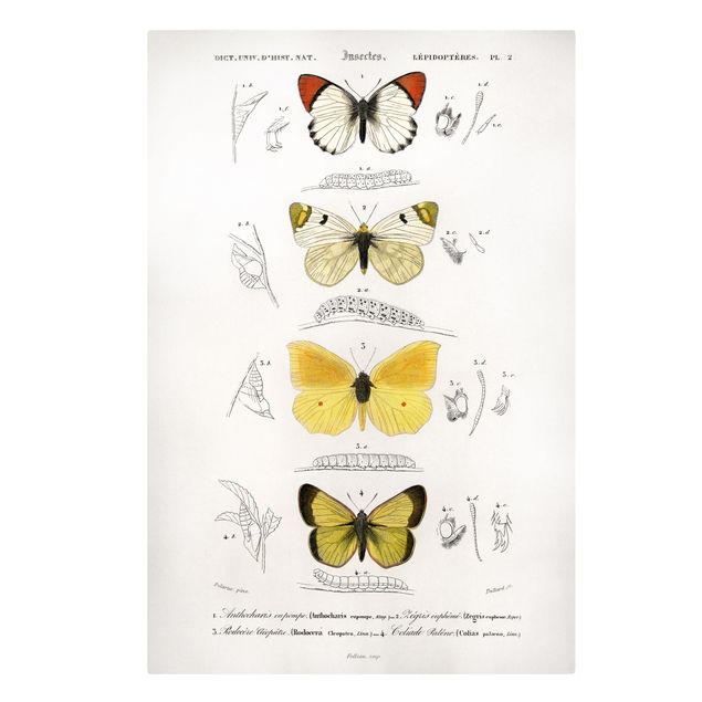 Tierbilder Leinwand Vintage Lehrtafel Schmetterlinge II