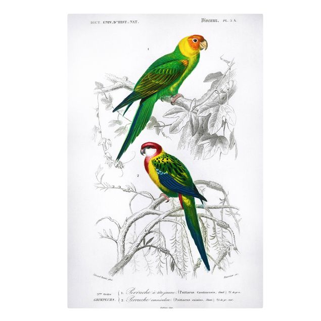 Wandbilder Blumen Vintage Lehrtafel Zwei Papageien Grün Rot