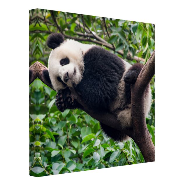 Wandbilder Landschaften Schlafender Panda auf Ast