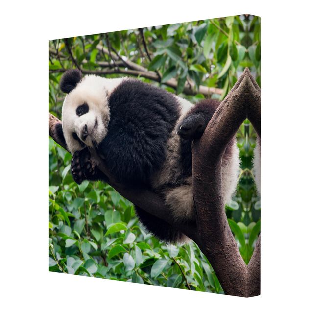 Leinwandbilder Naturmotive Schlafender Panda auf Ast