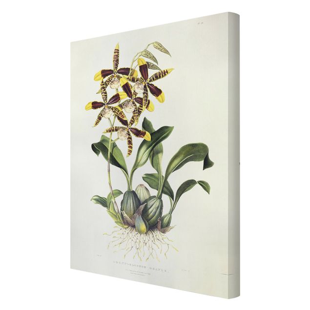 Kunstdruck Leinwand Maxim Gauci - Orchidee II