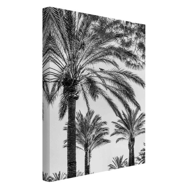 schwarz-weiß Bilder auf Leinwand Palmen im Sonnenuntergang Schwarz-Weiß