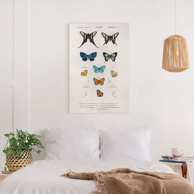 Leinwandbild Schmetterling Vintage Lehrtafel Schmetterlinge I
