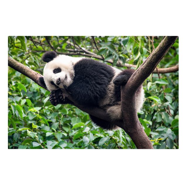 Wandbilder Dschungel Schlafender Panda auf Ast