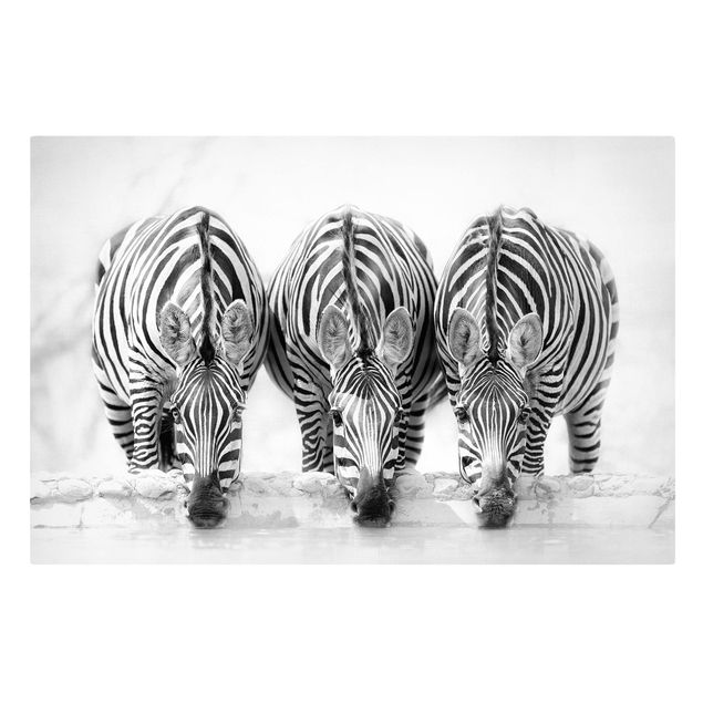 Leinwand Tiere Zebra Trio schwarz-weiß
