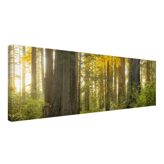 Leinwandbilder Naturmotive Redwood National Park