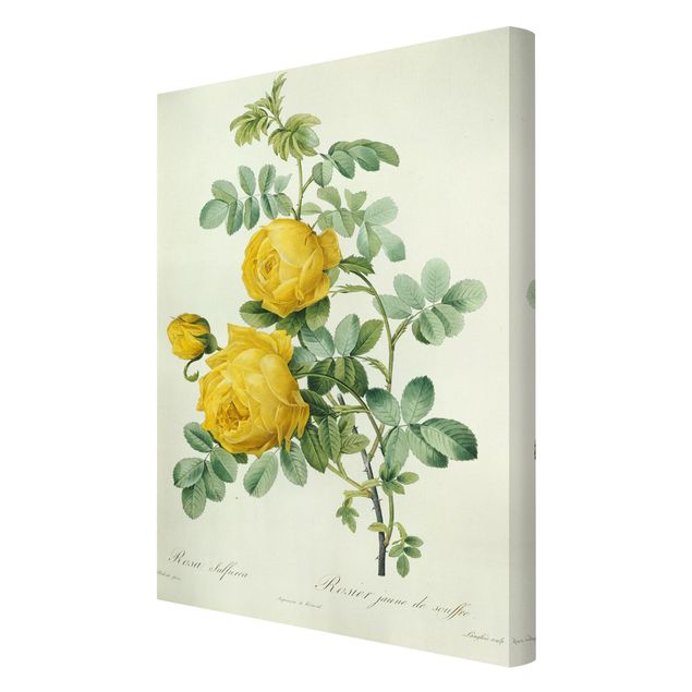 Wandbilder Blumen Pierre Joseph Redouté - Rosa Sulfurea