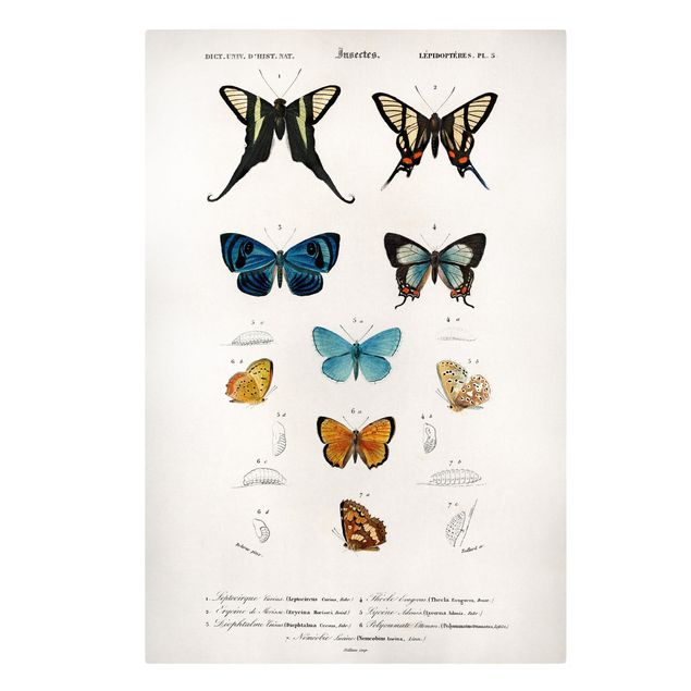Leinwandbilder Tiere Vintage Lehrtafel Schmetterlinge I